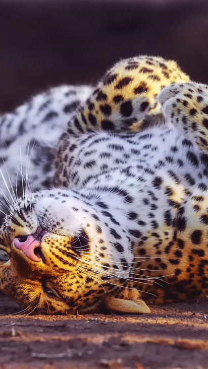 X Cheetah In Playful Mood X Resolution Hd K Wallpapers