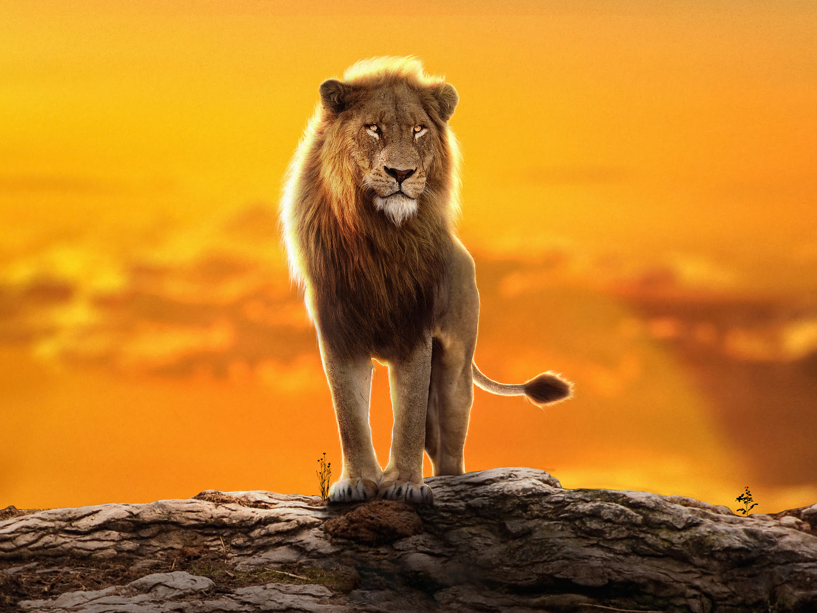 1680x1260 2022 The Lion King Simba 1680x1260 Resolution HD 4k ...