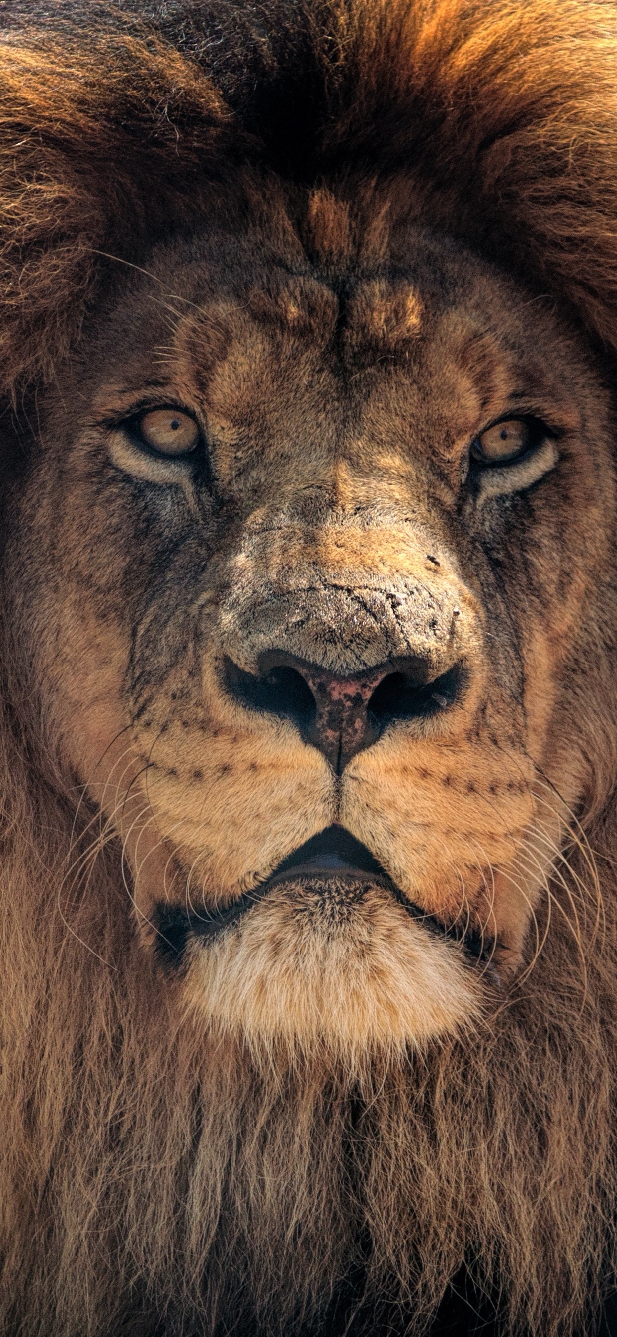 1242x2688 4k Lion Hd Iphone XS MAX HD 4k Wallpapers, Images, Backgrounds,  Photos and Pictures