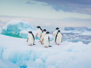 Adelie Penguin Antarctica Wallpaper In 320x240 Resolution