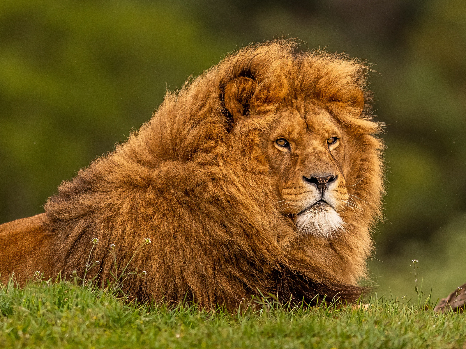 1600x1200 Adult Lion Wallpaper,1600x1200 Resolution HD 4k Wallpapers,Images, Backgrounds,Photos and Pictures, image size:1600x1200