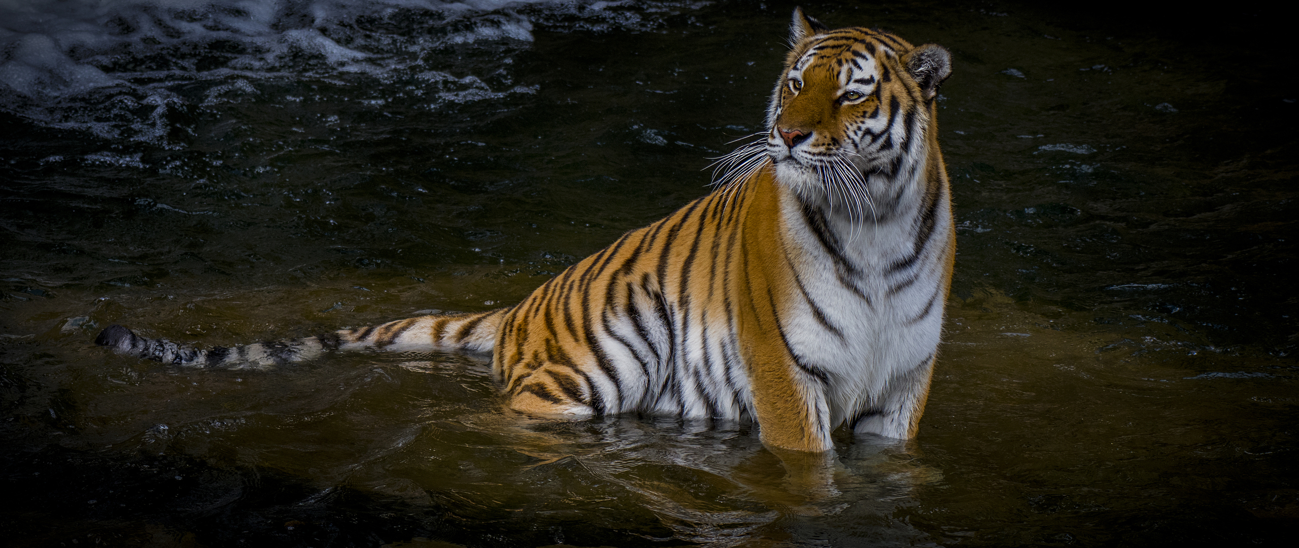 adult-tiger-4k-ub-2560x1080.jpg