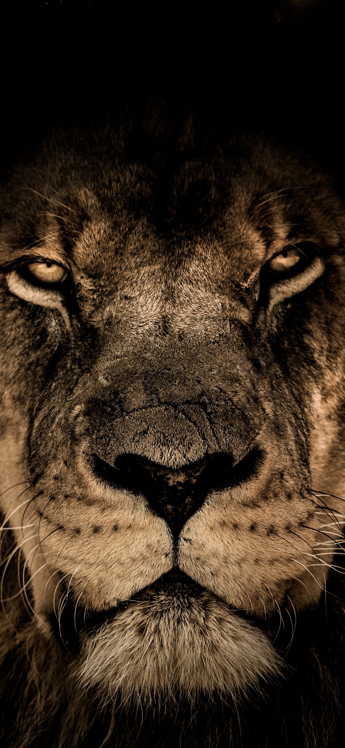 1125x2436 African Lion Face Closeup 5k Iphone XS,Iphone 10,Iphone X HD 4k  Wallpapers, Images, Backgrounds, Photos and Pictures