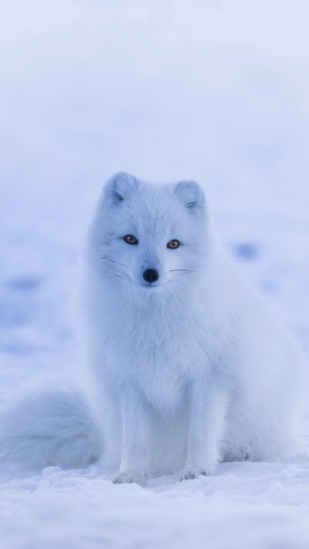 1080x1920 Arctic Fox Snow Iphone 7,6s,6 Plus, Pixel xl ,One Plus 3,3t,5 ...