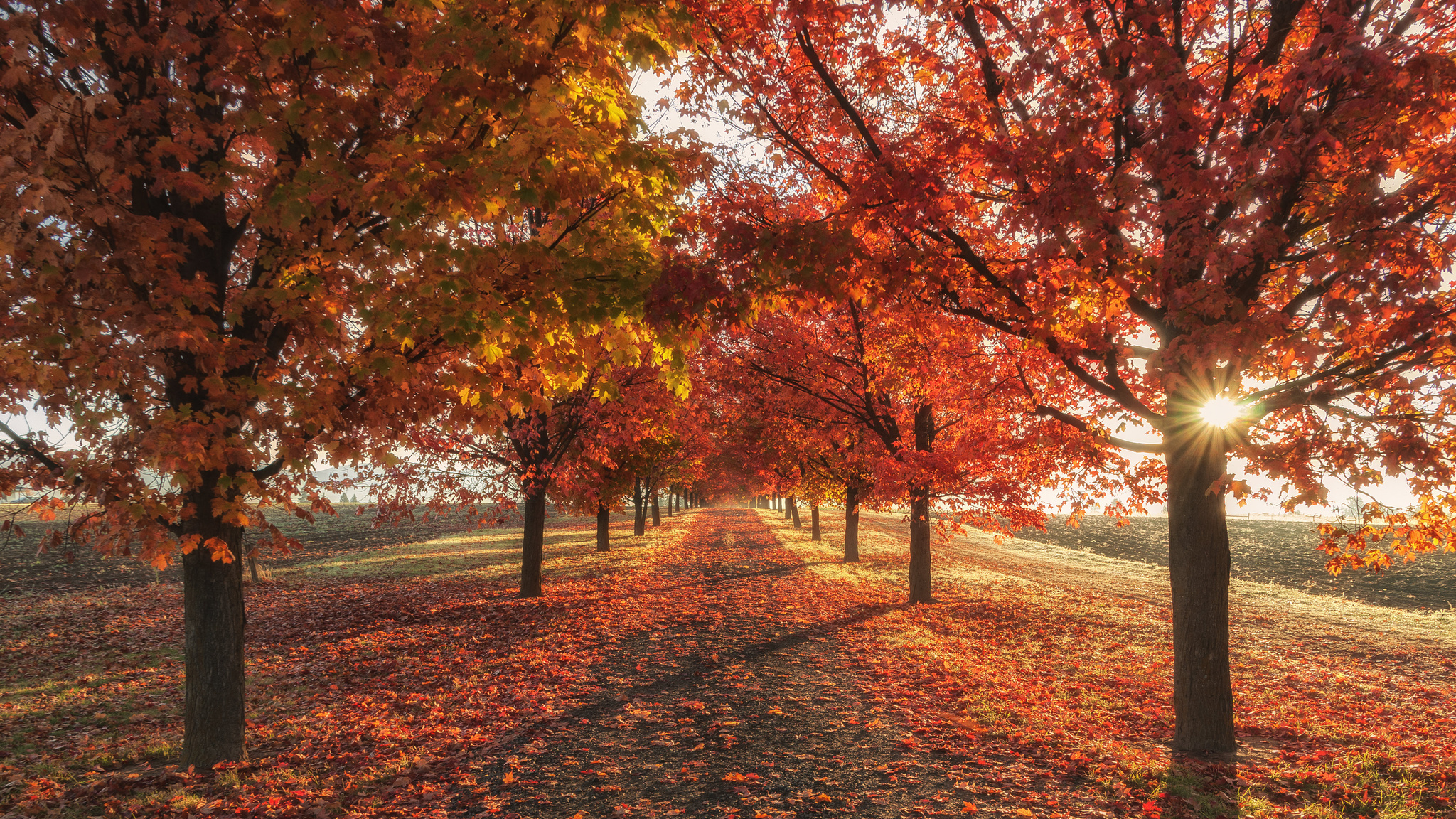 2048x1152 Autumn Fall Season Trees 4k Wallpaper2048x1152 Resolution Hd 4k Wallpapersimages 