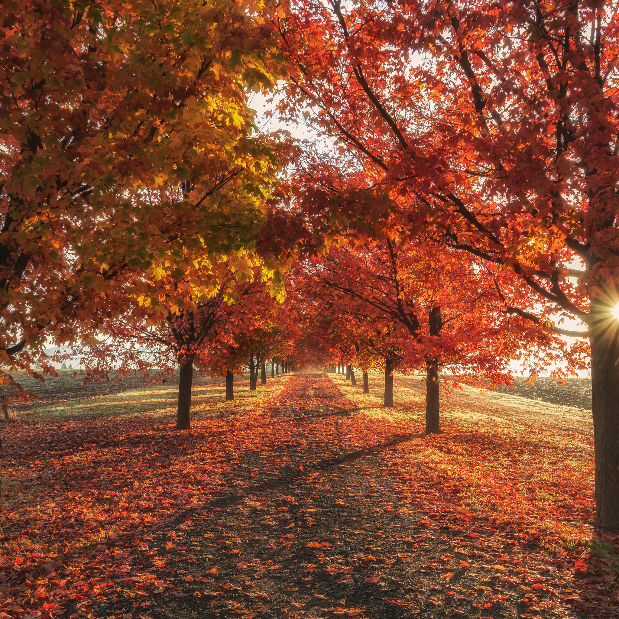 Buy Avikalp Exclusive Awi3274 Beautiful Road Falling Leaves Autumn Colorful  Trees Nature Scenery Full HD Wallpapers 182cm x 152cm Online at Low  Prices in India  Amazonin
