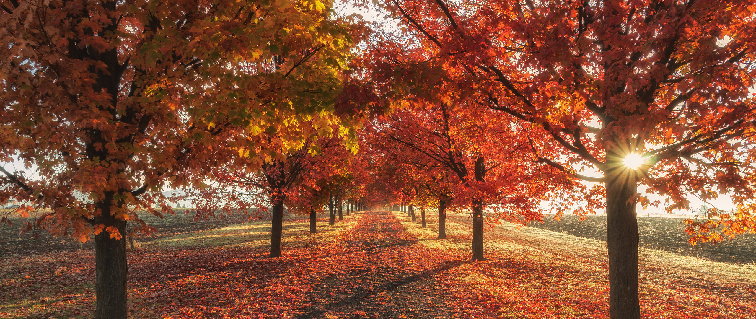 Free Download Autumn Hd Wallpapers 1080p Images 1920x - vrogue.co