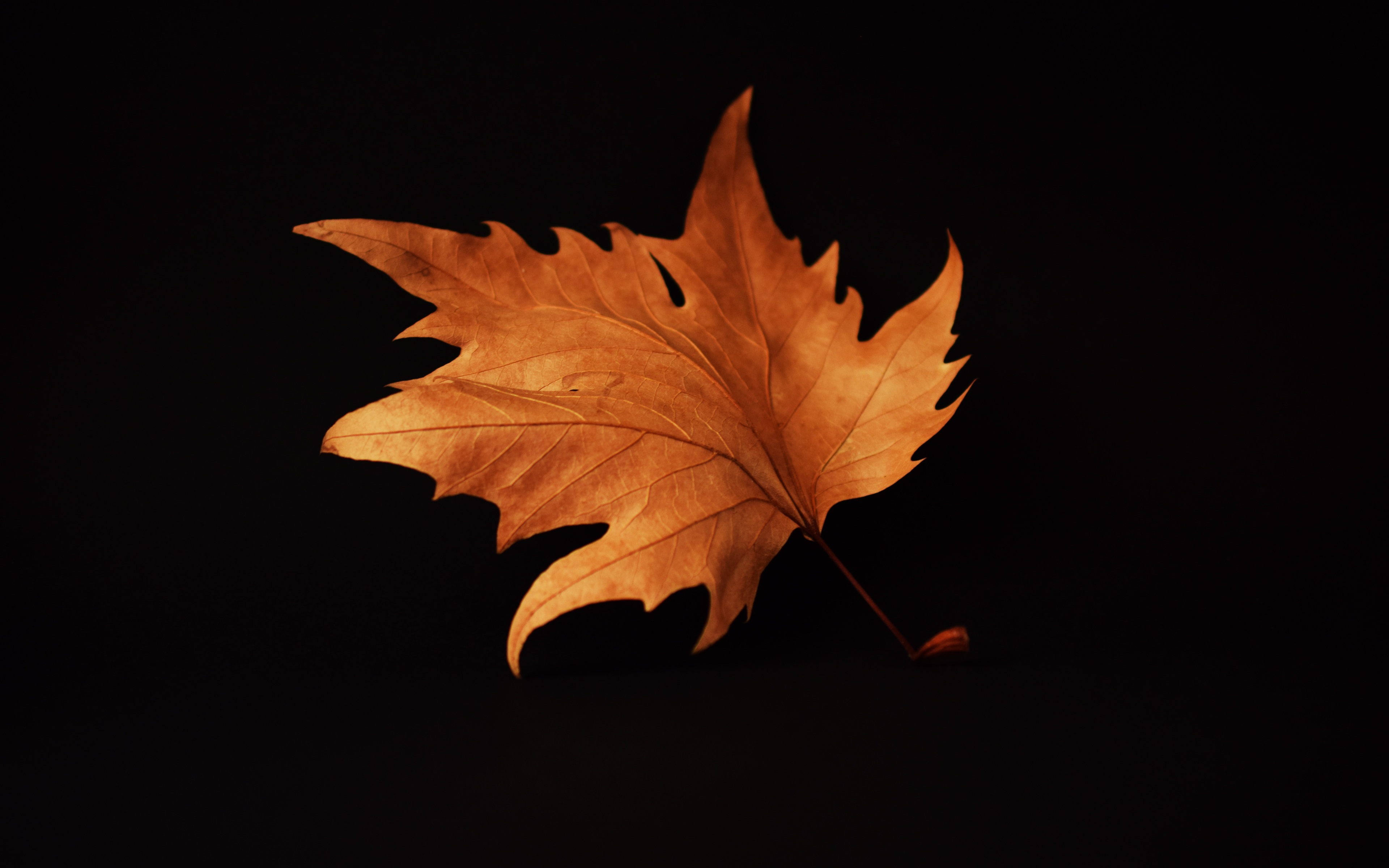 autumn-leaf-black-background-s9.jpg