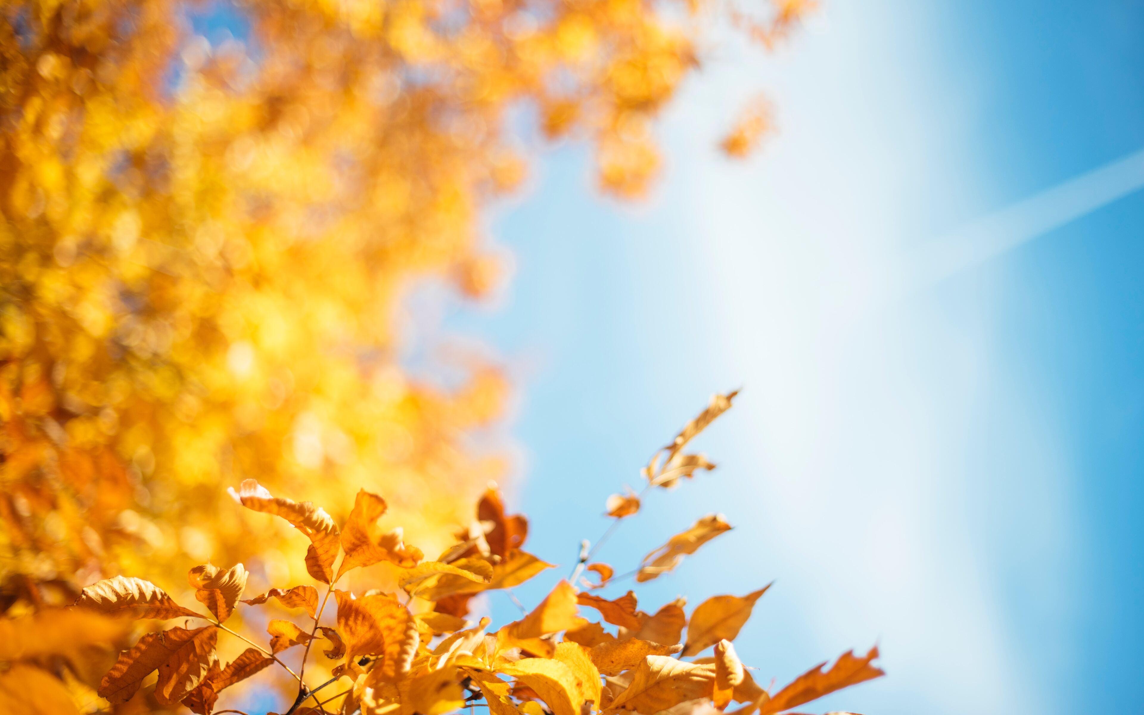 3840x2400 Autumn Leave 4k HD 4k Wallpapers, Images, Backgrounds, Photos ...