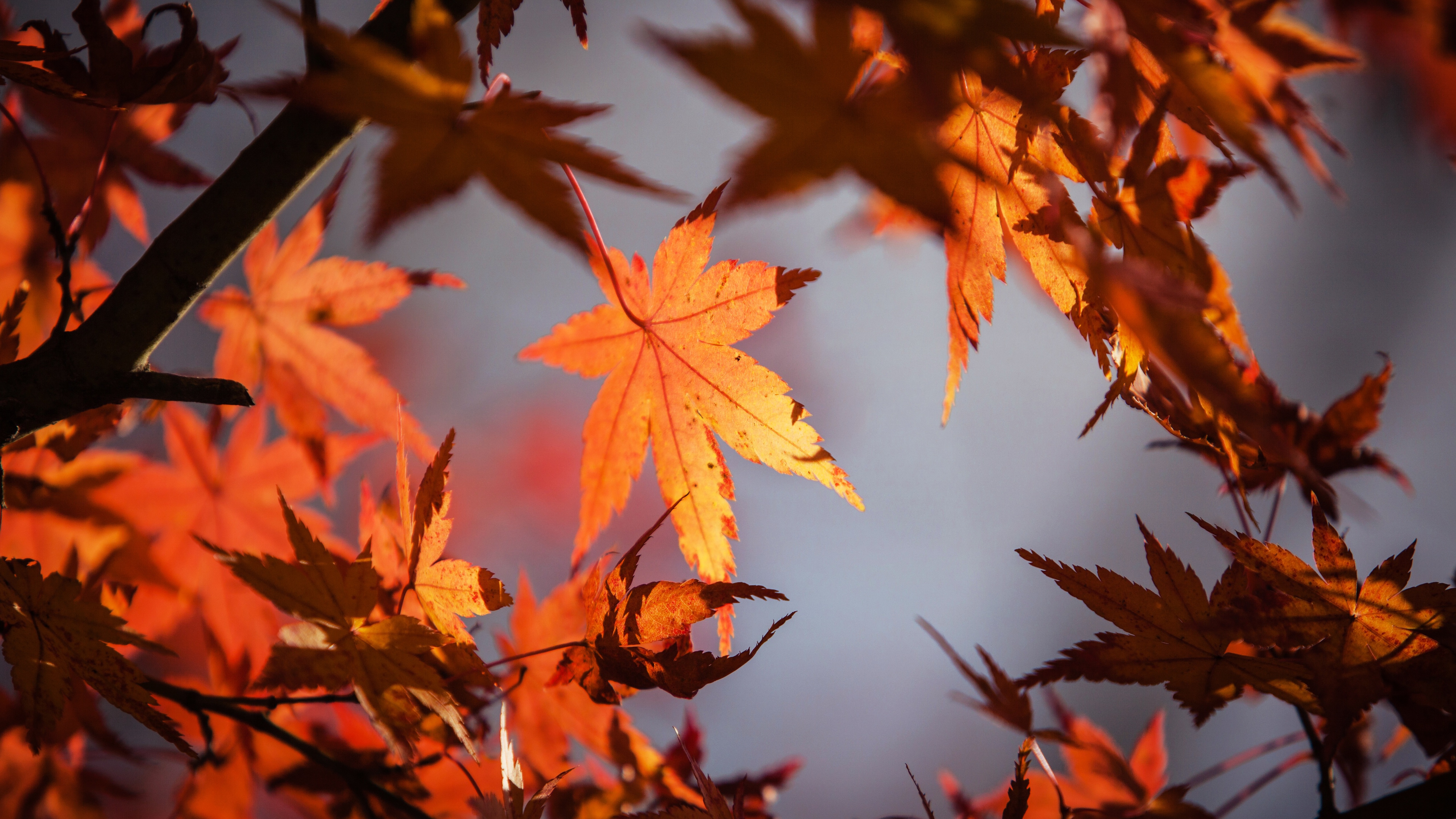 5120x2880 Autumn Leaves 4k 5k 5k Hd 4k Wallpapers Images Backgrounds