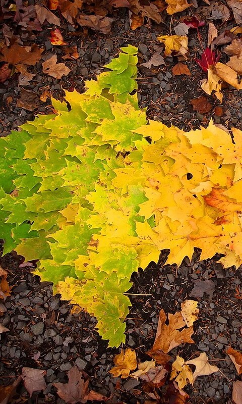 autumn-leaves-arrow.jpg