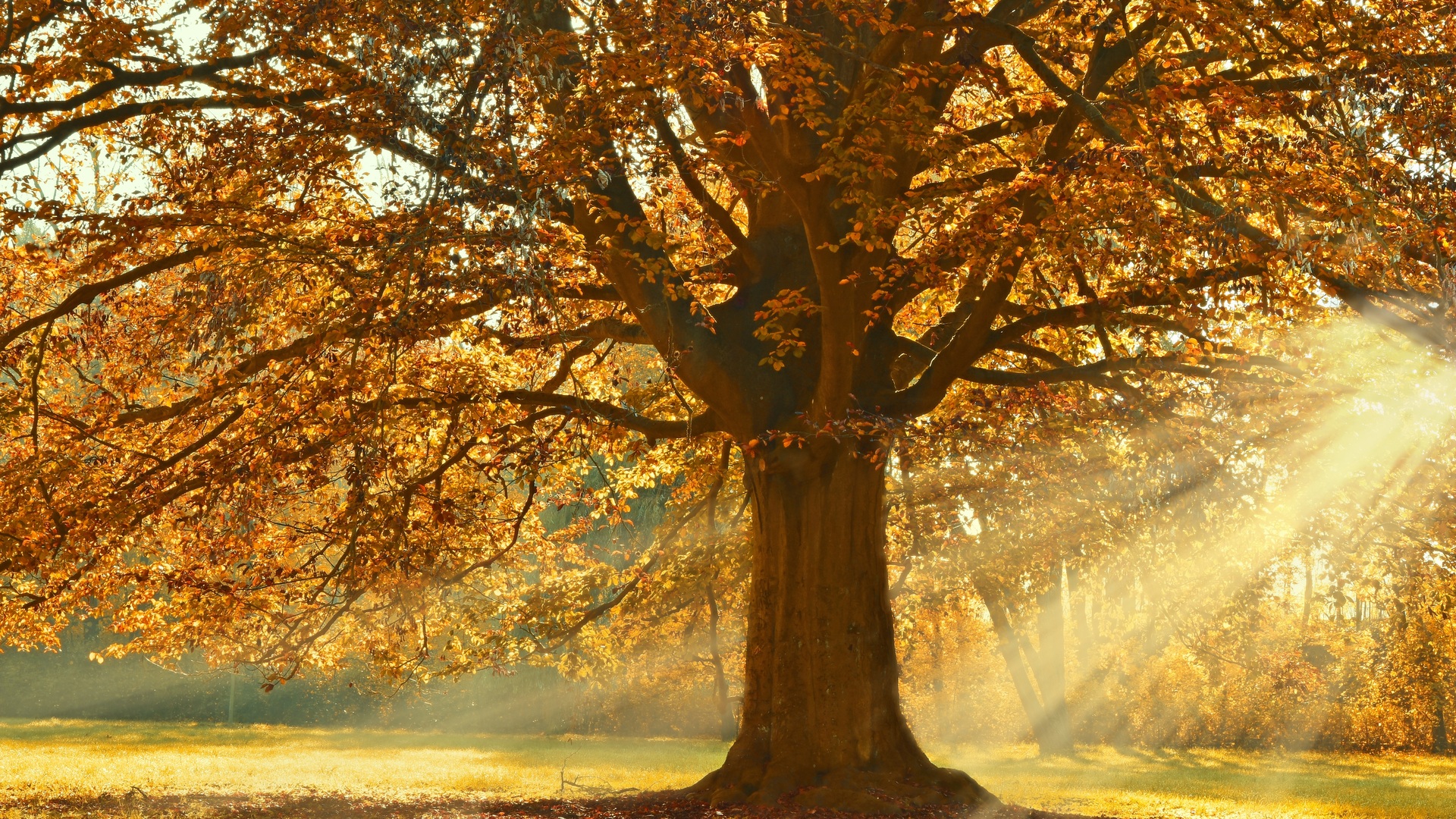autumn-rays-of-light-trees-5k-fe.jpg
