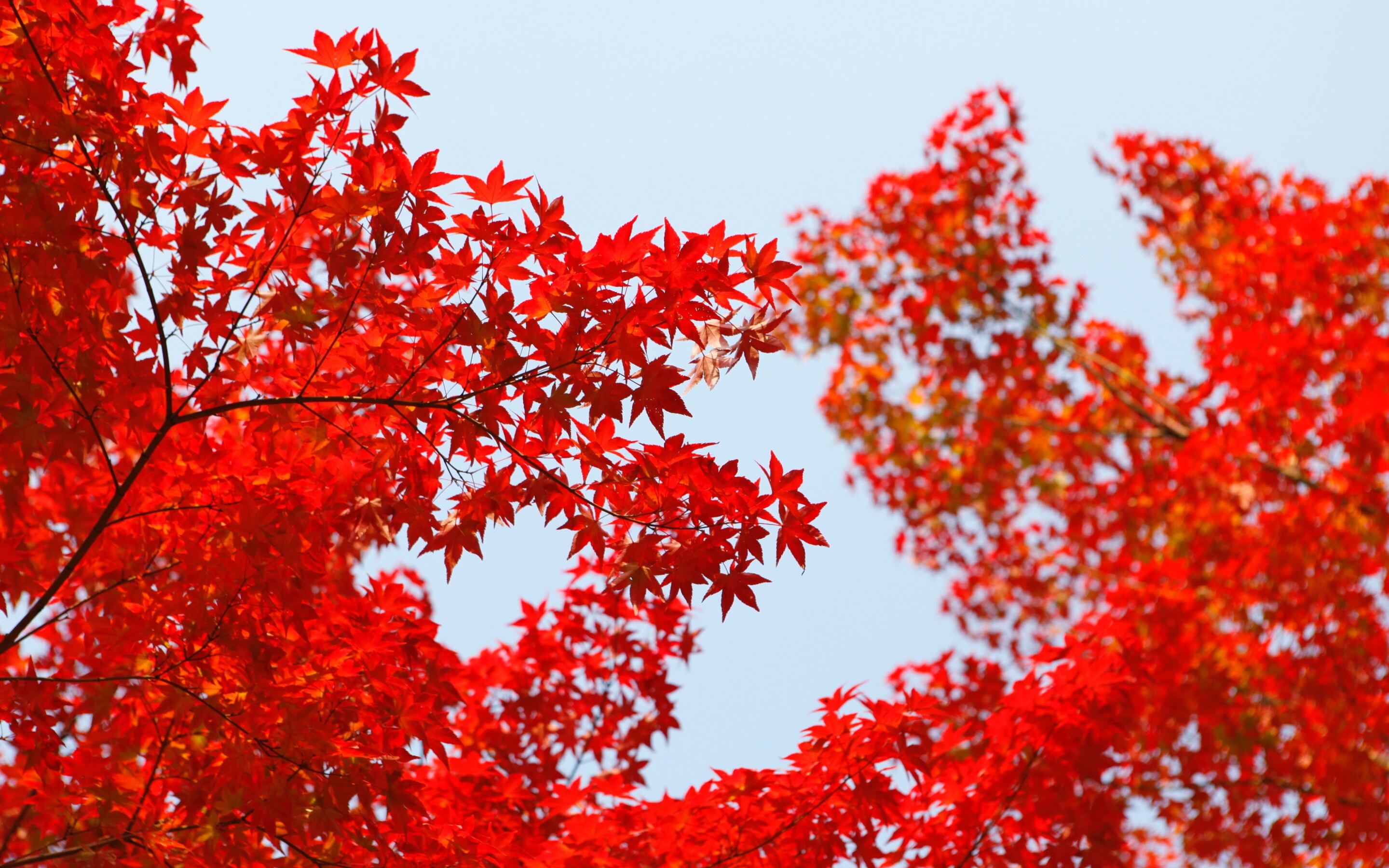 Цвет деревья осенью. Клен красный Red Sunset. Красный клен Геншин. Acer rubrum (клен красный) 'Red Sunset'. Клен канадский красный.