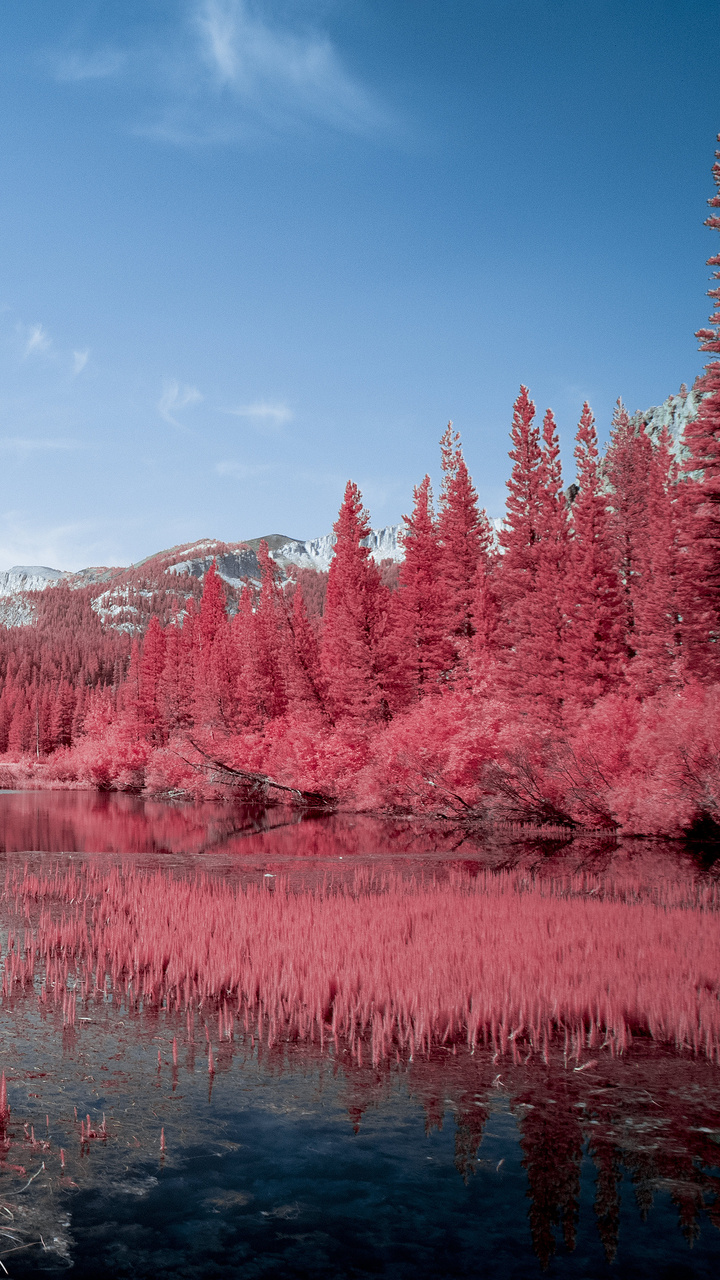 autumn-red-pink-trees-lake-5k-p3.jpg