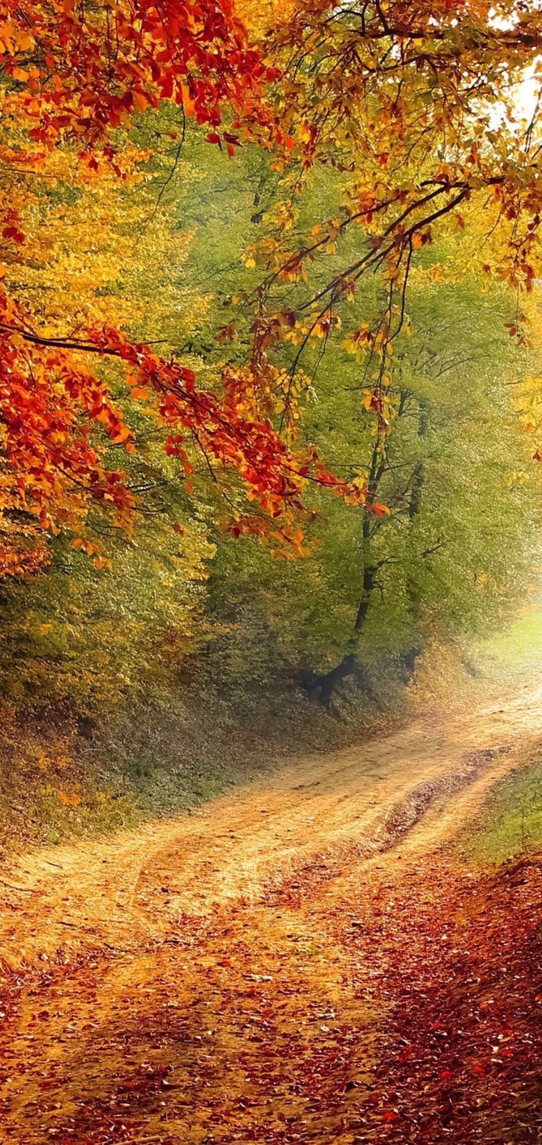autumn-road.jpg