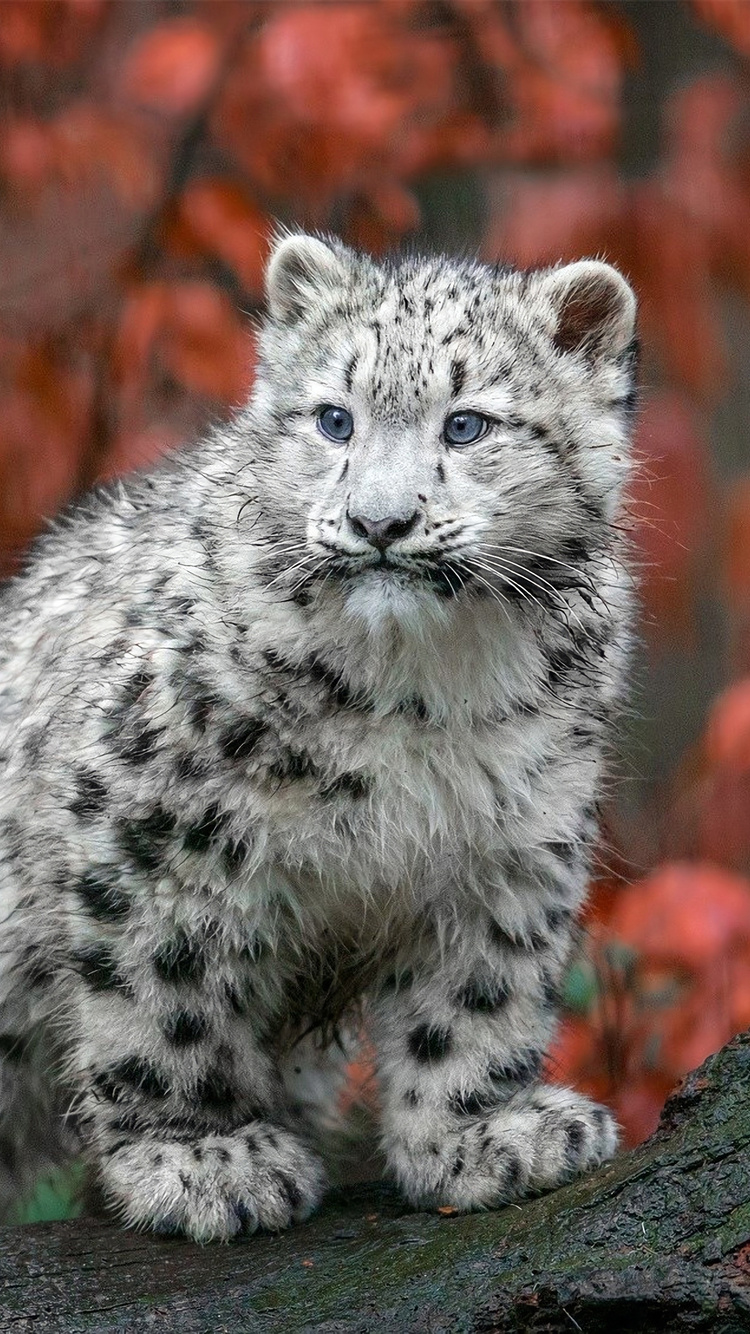 750x1334 Baby Snow Leopard 4k Iphone 6 Iphone 6s Iphone 7 Hd 4k Wallpapers Images Backgrounds Photos And Pictures