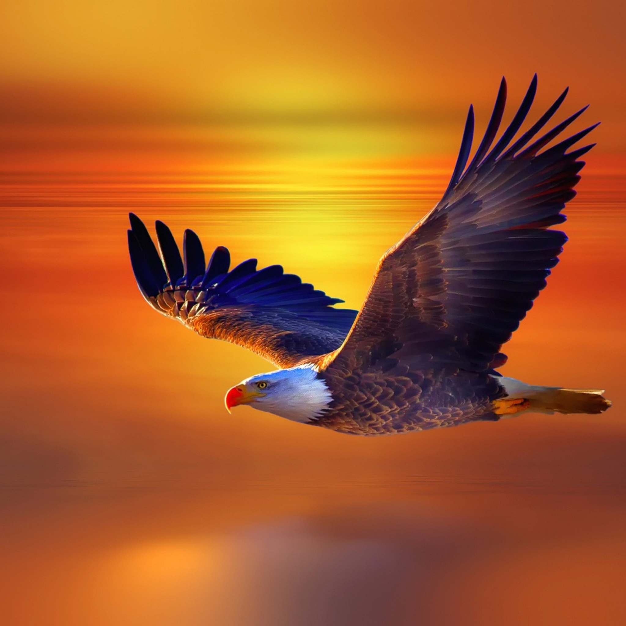 2048x2048-bald-eagle-ipad-air-hd-4k-wallpapers-images-backgrounds