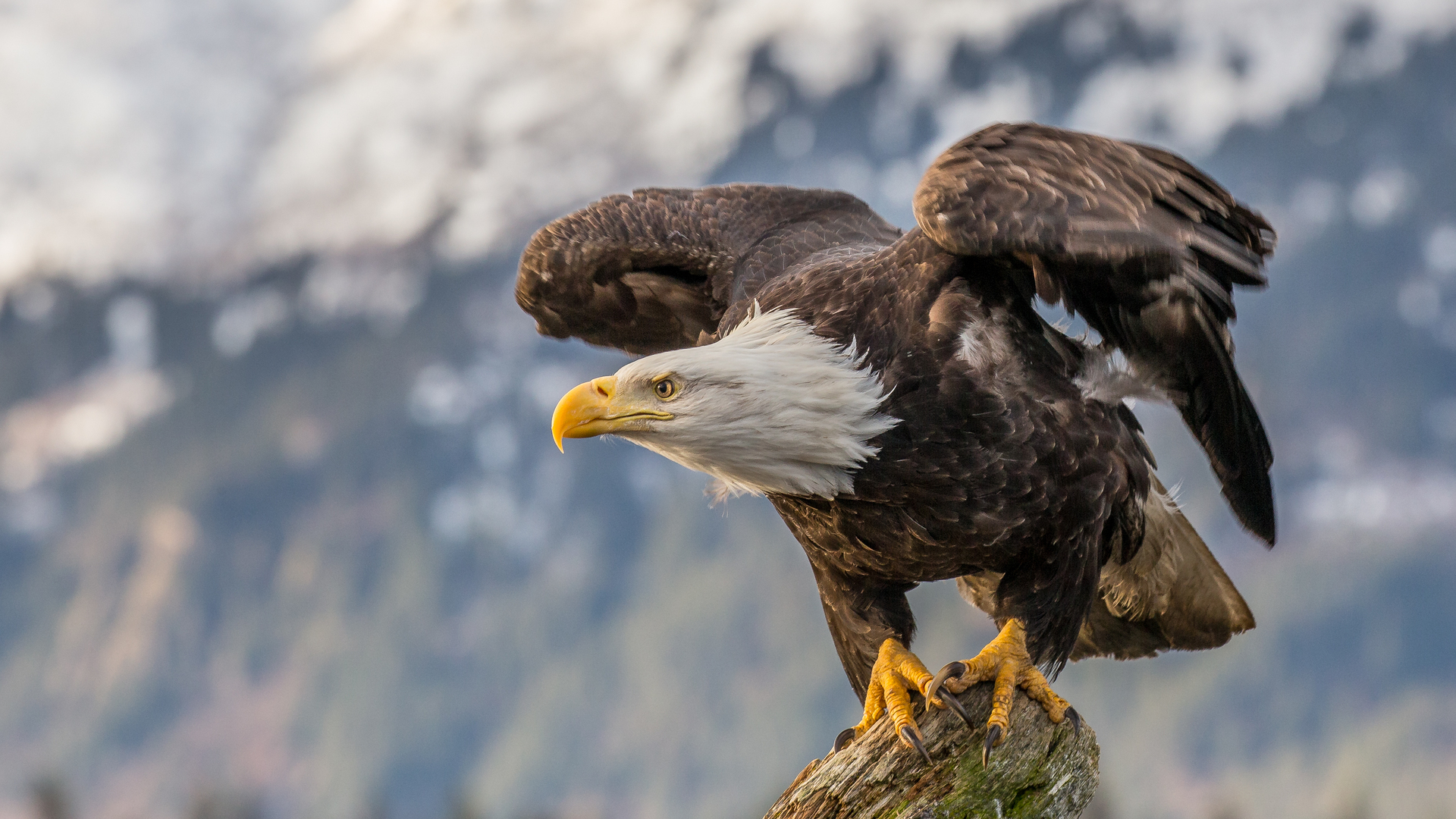 1920x1080 Bald Eagle 4k Laptop Full HD 1080P HD 4k Wallpapers, Images,  Backgrounds, Photos and Pictures