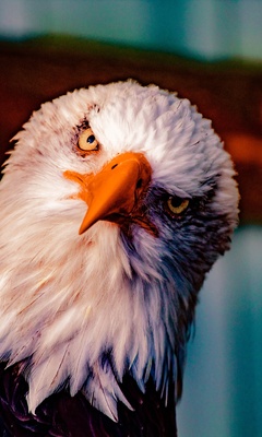 bald-eagle-5k-ku.jpg