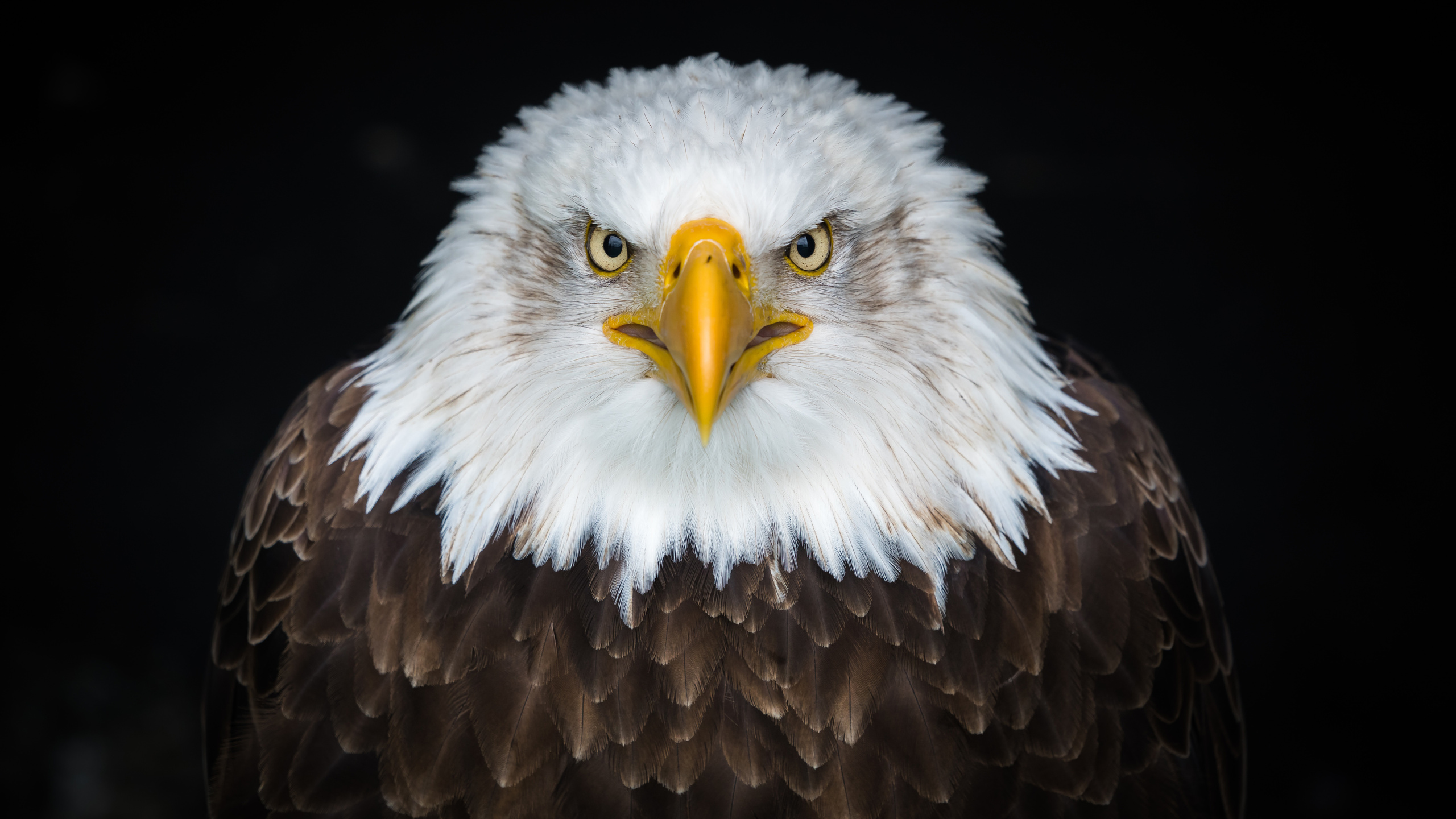 2560x1440 Bald Eagle 8k 1440P Resolution ,HD 4k Wallpapers,Images ...