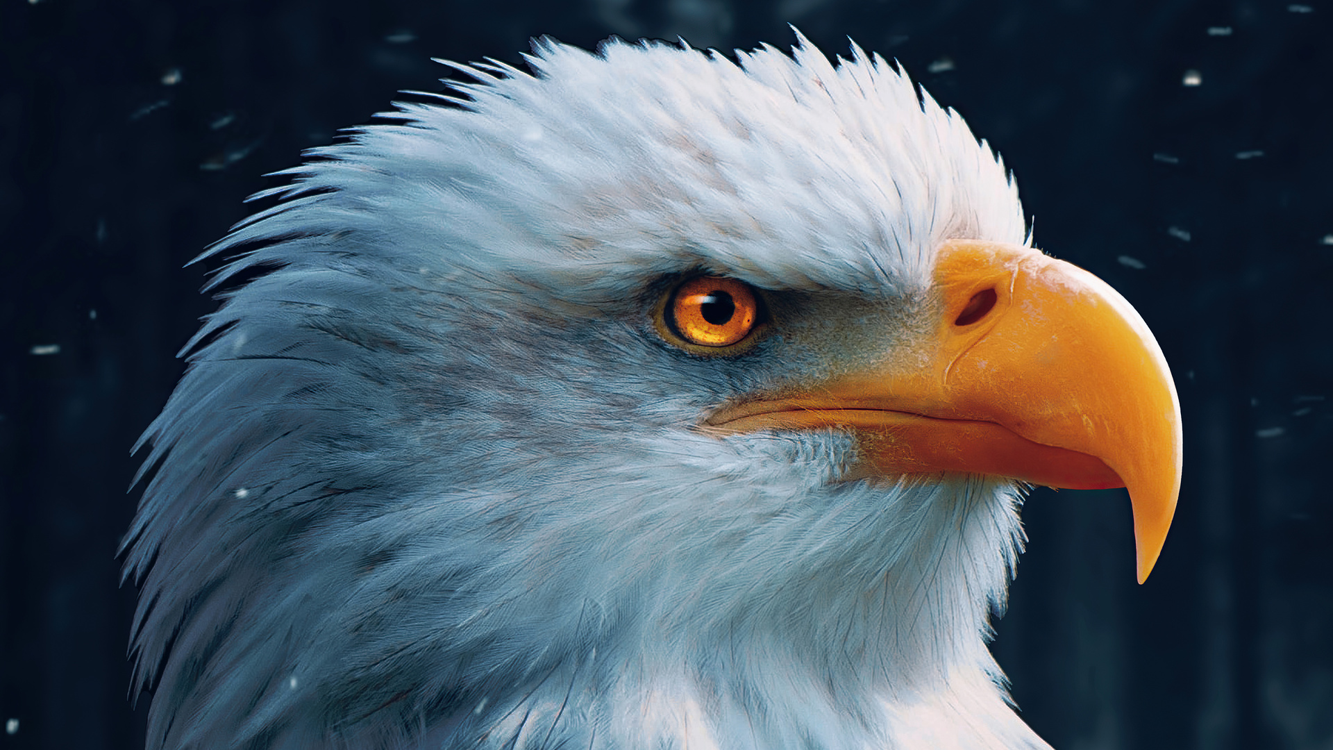 1920x1080 Bald Eagle Closeup 4k Laptop Full HD 1080P ,HD 4k Wallpapers