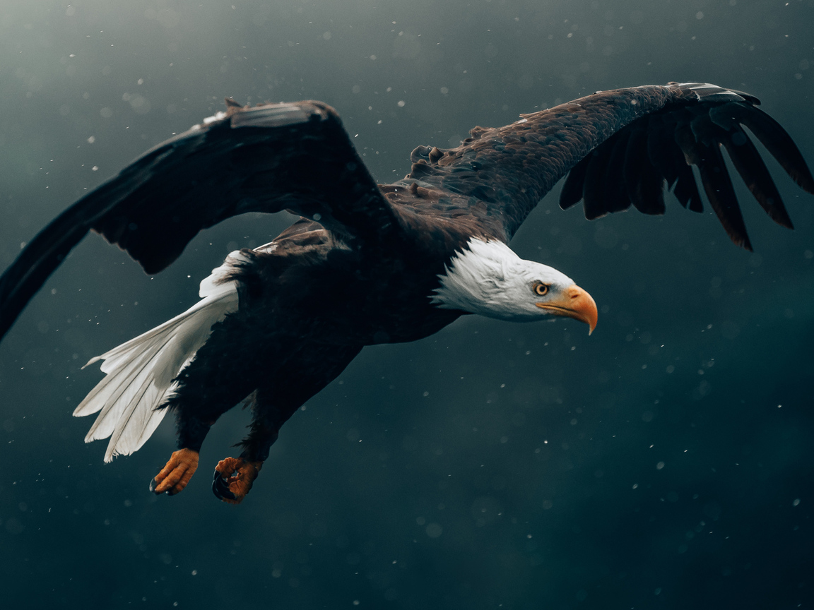 bald-eagle-flying-4k-7w.jpg