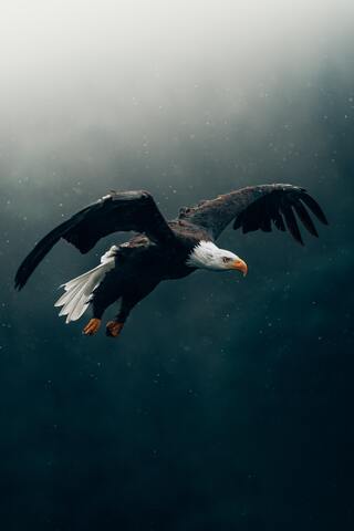 bald-eagle-flying-4k-7w.jpg