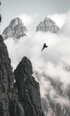 bald-eagle-flying-through-clouds-and-mountains-4k-je.jpg