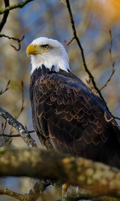 bald-eagle-hawk-4k-rb.jpg