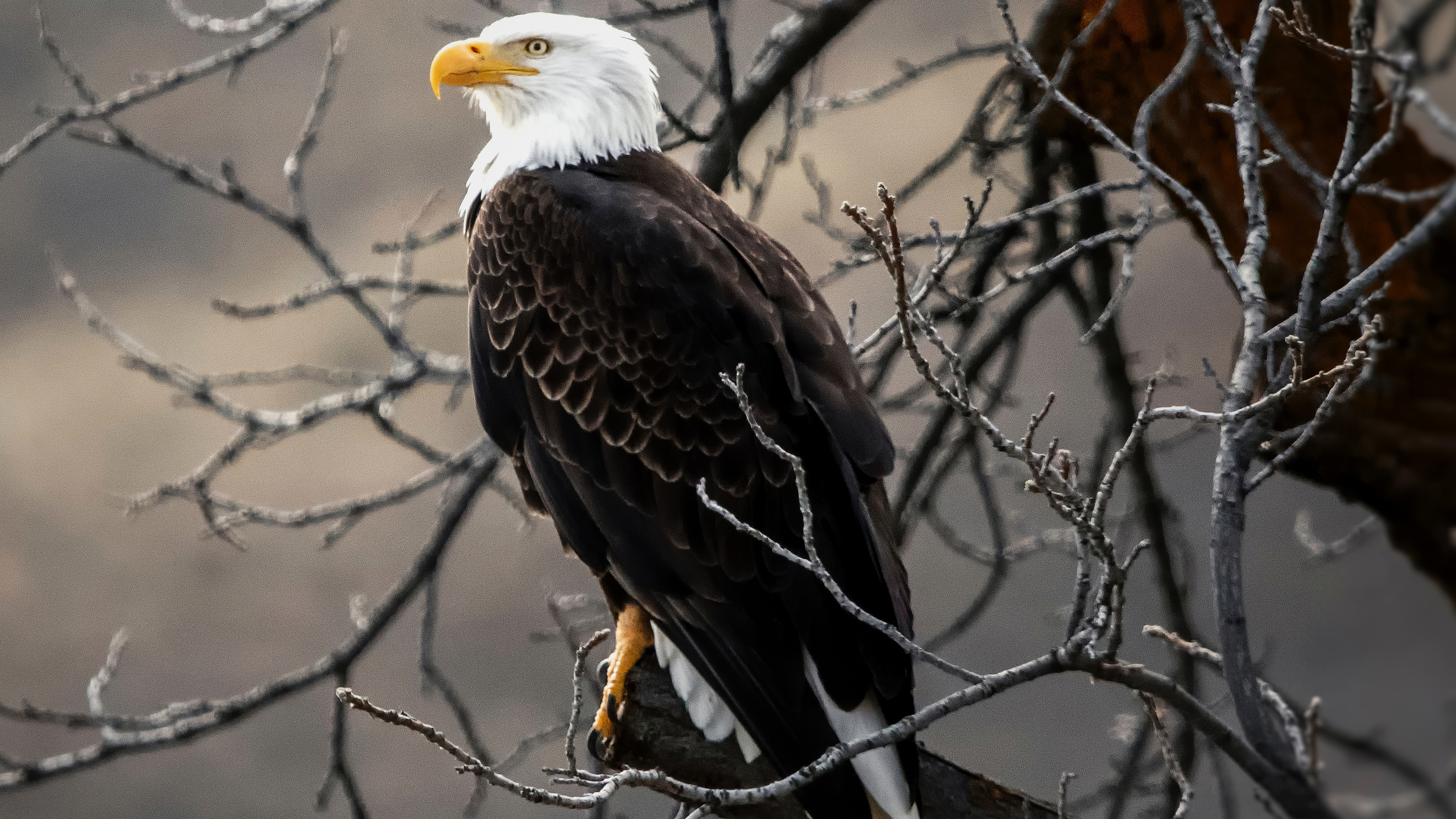 4k Wallpaper American Bald Eagle 4k Wallpaper American Bald Eagle