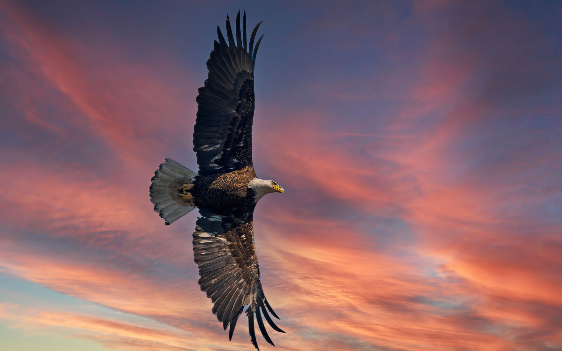 bald-eagle-open-wings-sky-5k-pi.jpg