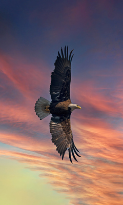 bald-eagle-open-wings-sky-5k-pi.jpg