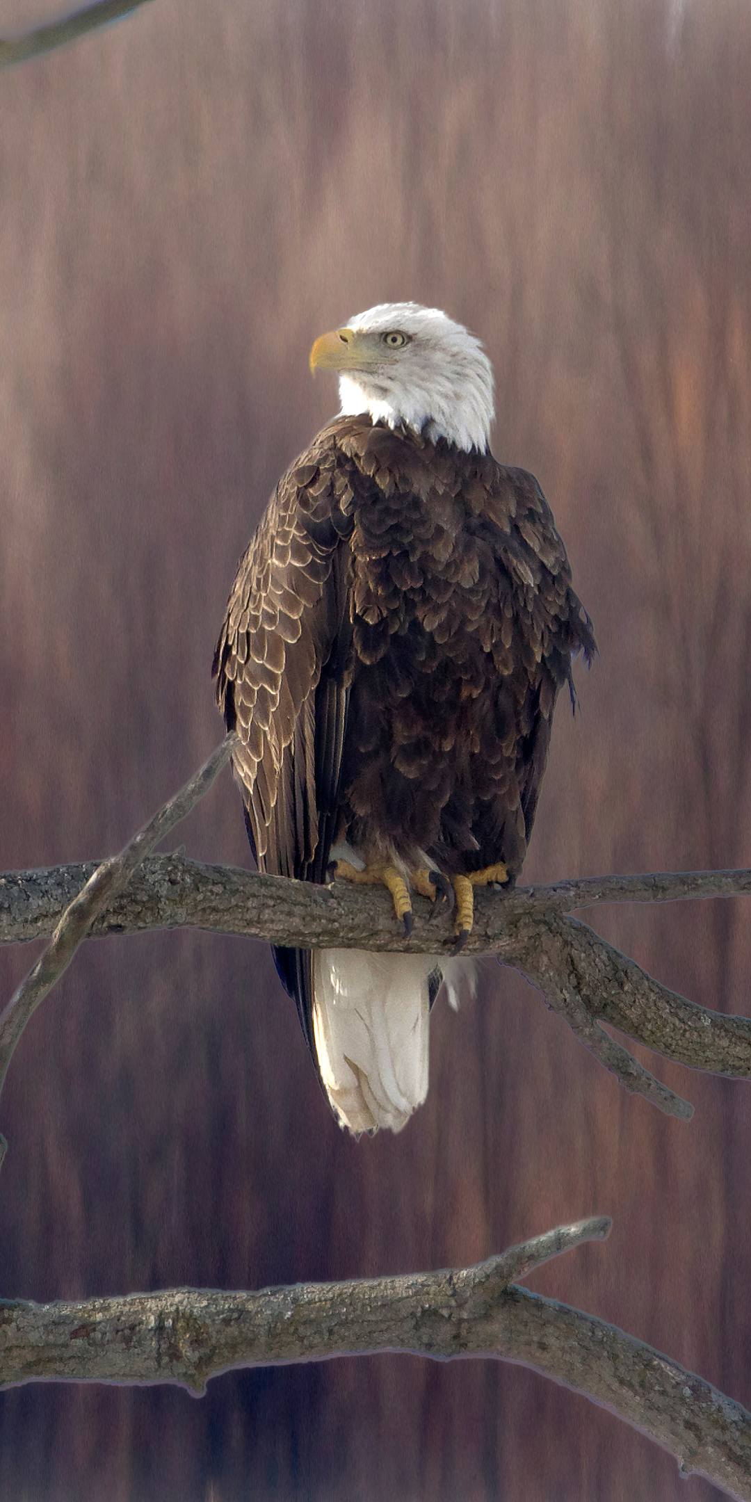 1080x2160 Bald Eagle Sitting On Branch 5k One Plus 5T,Honor 7x,Honor ...