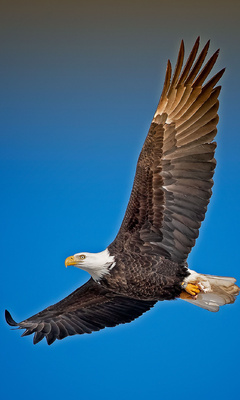 bald-eagle-sky-j8.jpg