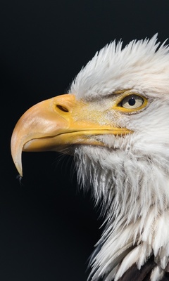 bald-eagle-wild-t7.jpg