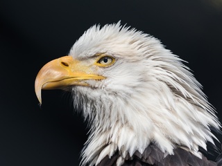 bald-eagle-wild-t7.jpg