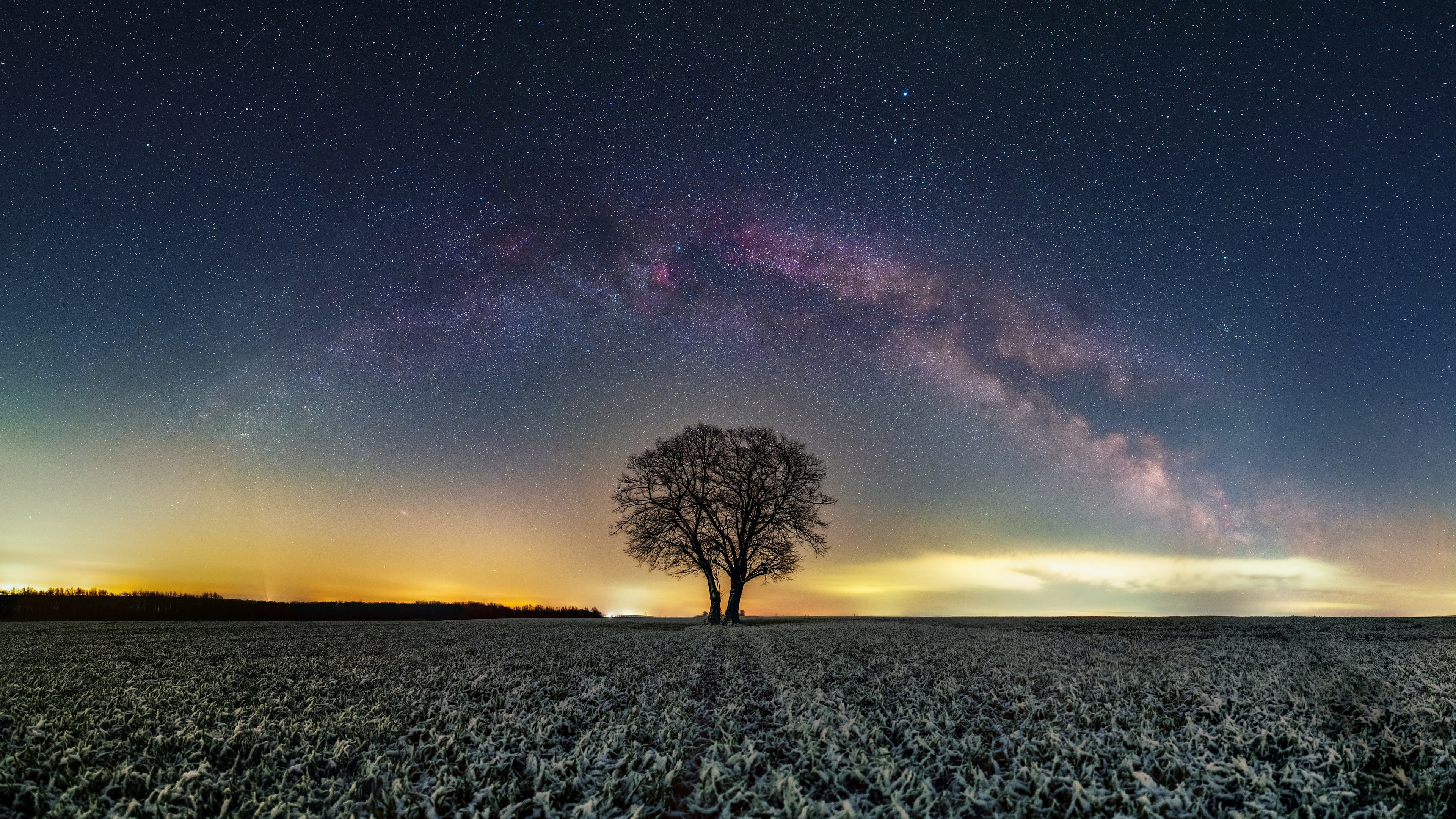 3840x2160 Bare Tree Grass Field 4k 4k ,hd 4k Wallpapers,images 