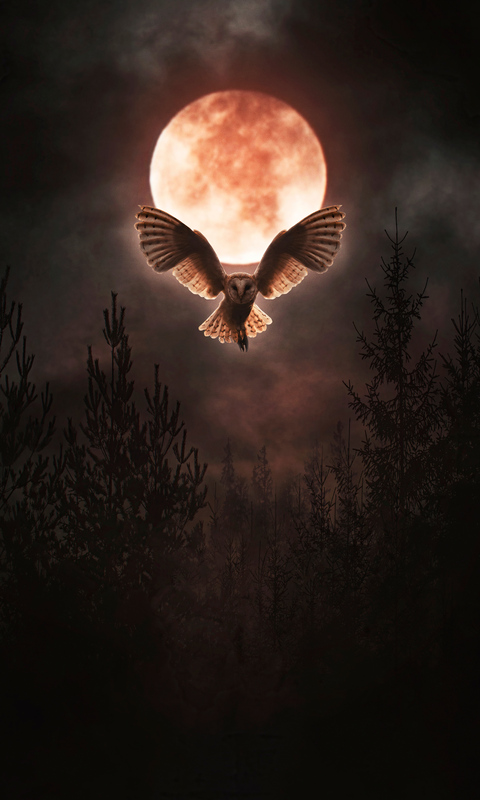 barn-owl-moon-night-1s.jpg