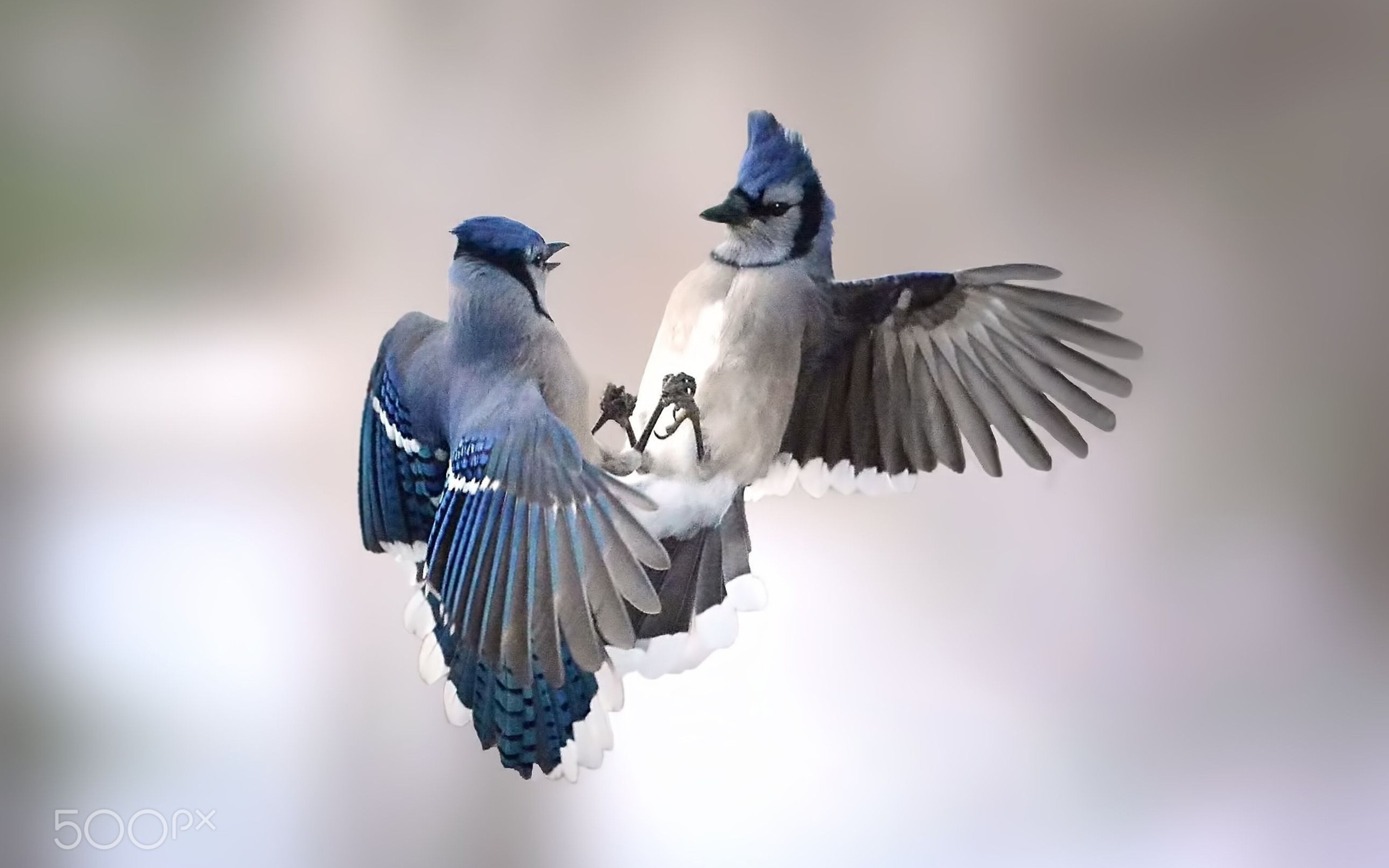 Две синие птицы. Черноголовая голубая Сойка. Птица в полете. Красивая птица в полёте. Пара птиц.