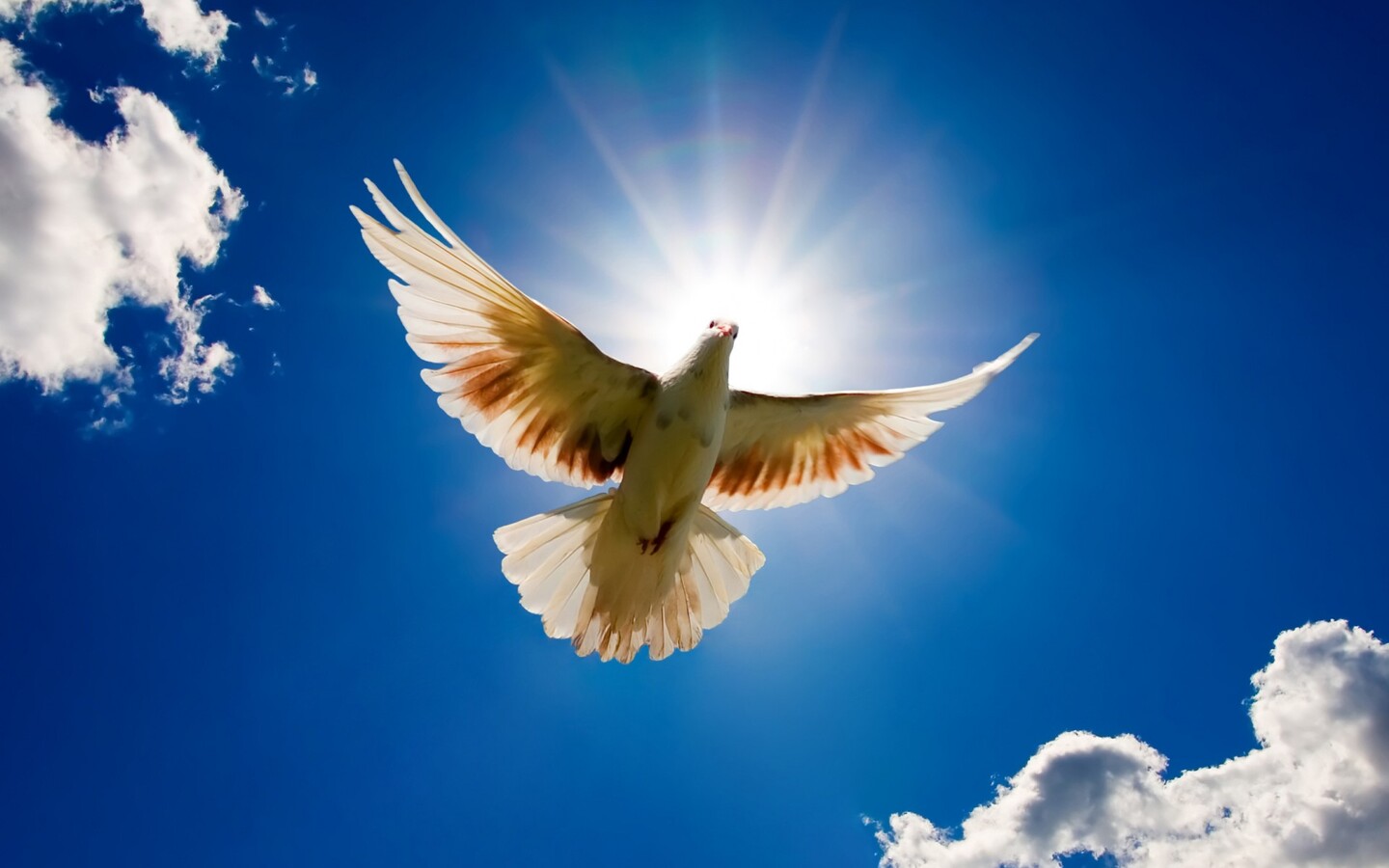 Free download White Dove Holy Spirit wallpaper [2048x1152] for your Desktop,  Mobile & Tablet | Explore 76+ Holy Spirit Wallpapers | Holy Wallpapers, Holy  Spirit Backgrounds, Wallpaper Holy