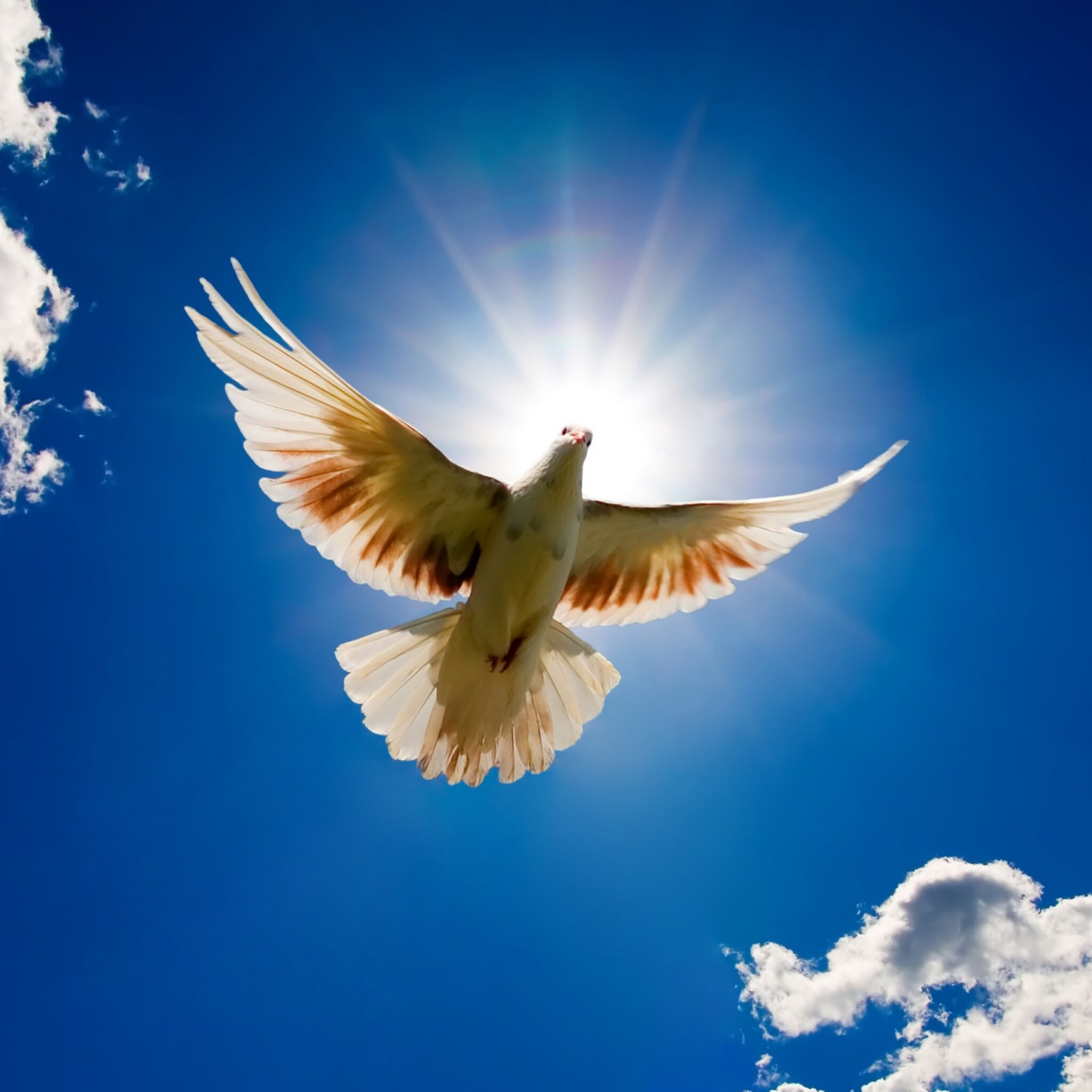 Мир над головой. Голуби в небе. Белый голубь. Голубь счастья.