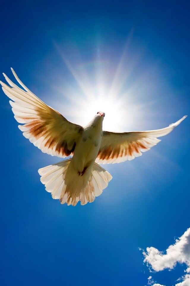 640x960 Beautiful Dove Rising to Sky iPhone 4, iPhone 4S HD 4k Wallpapers,  Images, Backgrounds, Photos and Pictures
