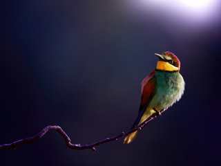 Bee Eater Wallpaper In 320x240 Resolution