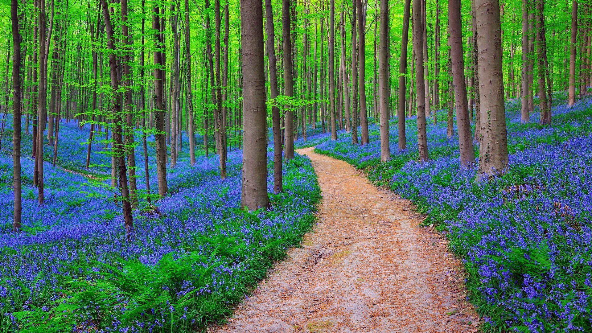 Nature Belgium Forest Bluebells 4k Desktop Wallpaper 