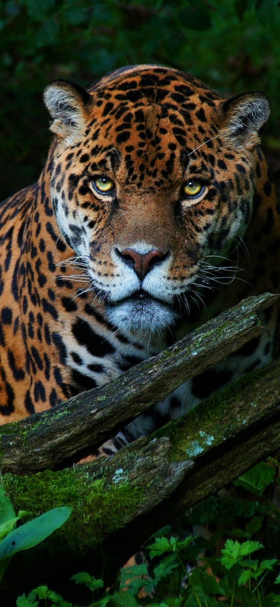 1125x2436 Big Cat Jaguar Iphone XS,Iphone 10,Iphone X HD 4k Wallpapers,  Images, Backgrounds, Photos and Pictures