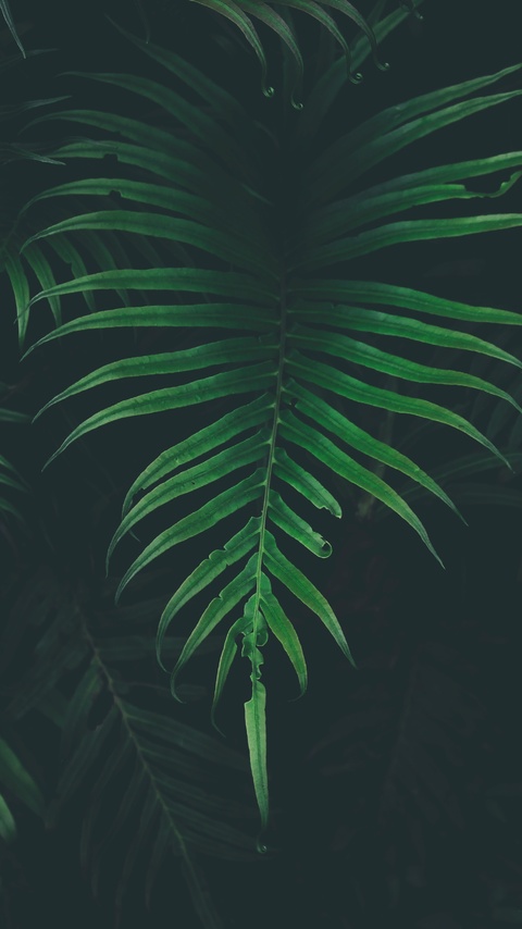 480x854 Big Leaves Cool Temperature 5k Android One HD 4k Wallpapers,  Images, Backgrounds, Photos and Pictures