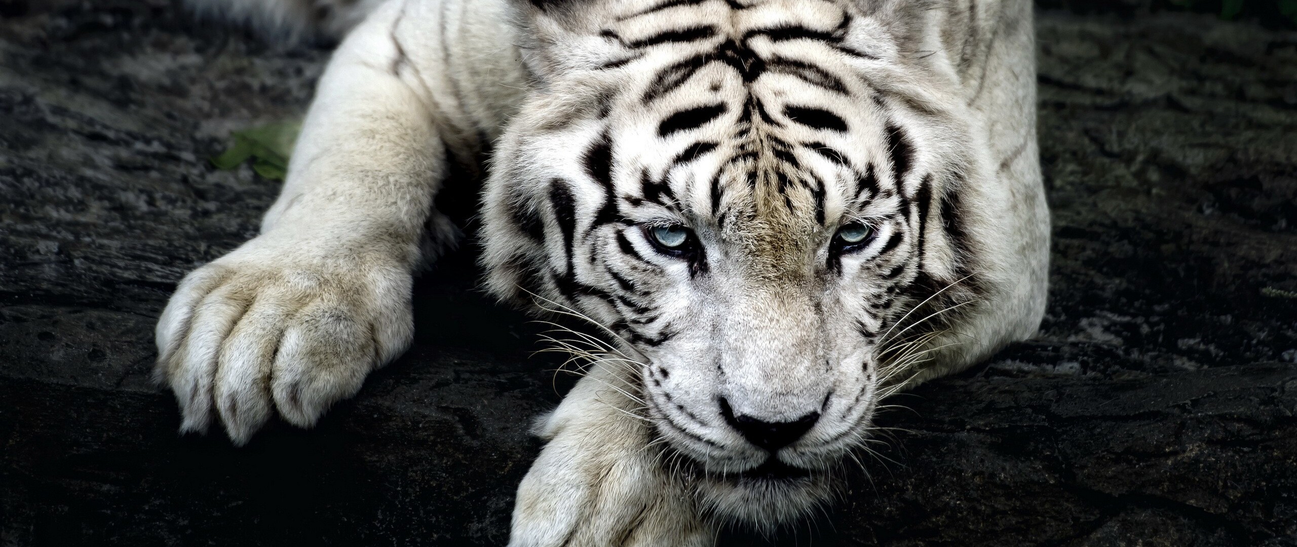 big-white-tiger-86-2560x1080.jpg