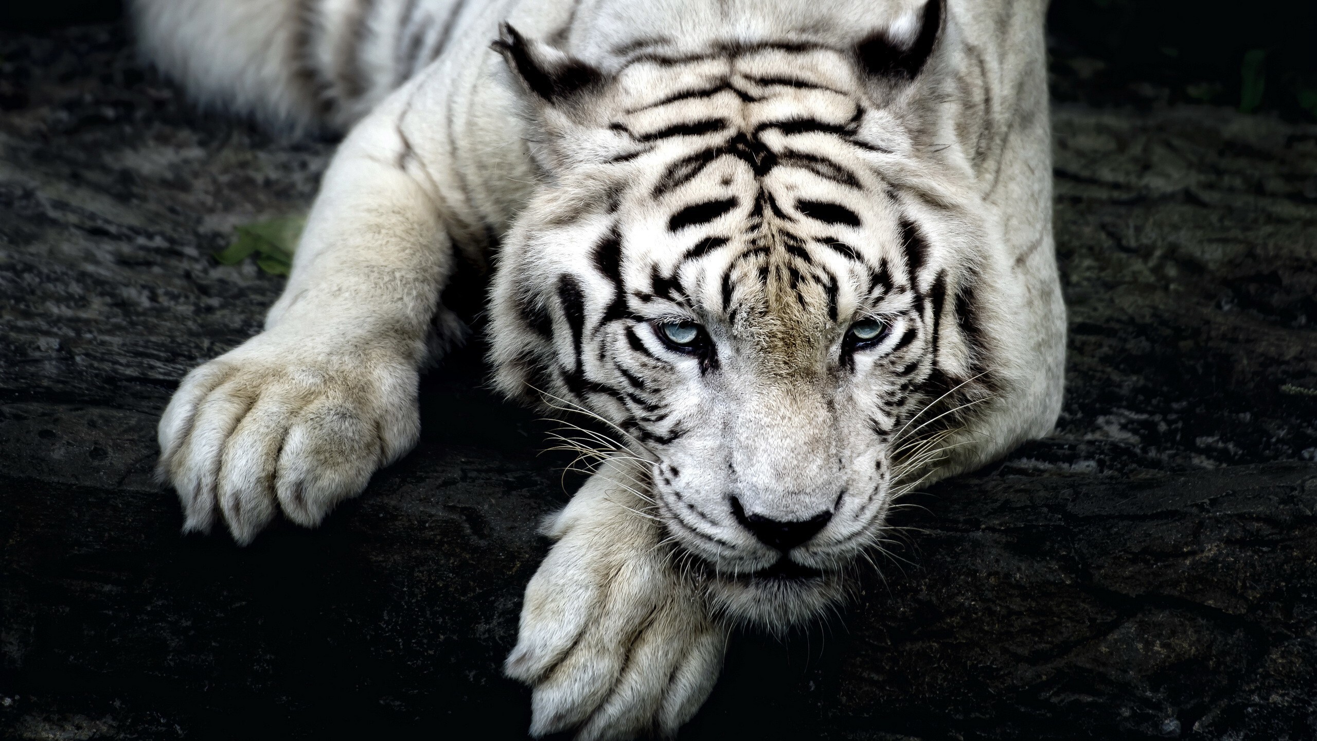 2560x1440 Big White Tiger 1440P Resolution HD 4k Wallpapers, Images,  Backgrounds, Photos and Pictures