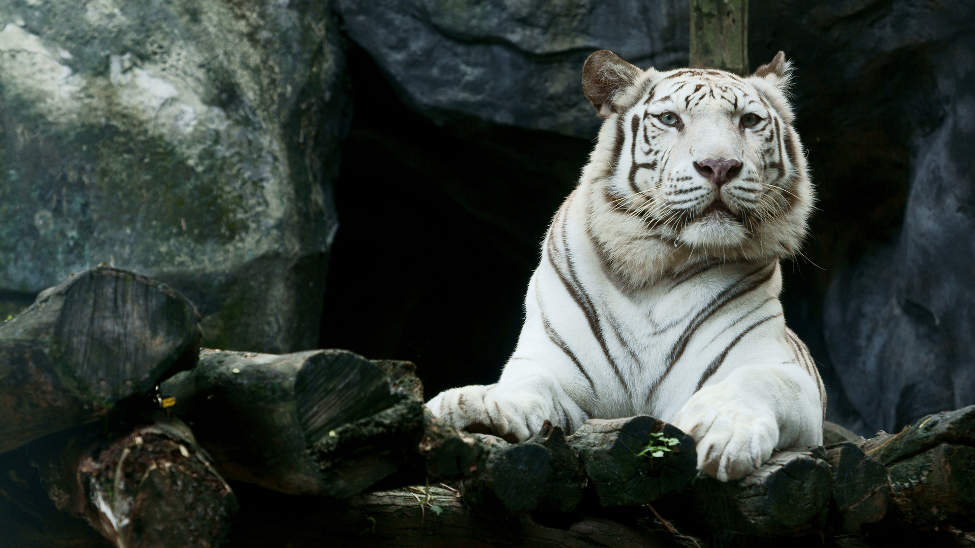 1920x1080 Big White Tiger Hd Laptop Full HD 1080P HD 4k Wallpapers, Images,  Backgrounds, Photos and Pictures