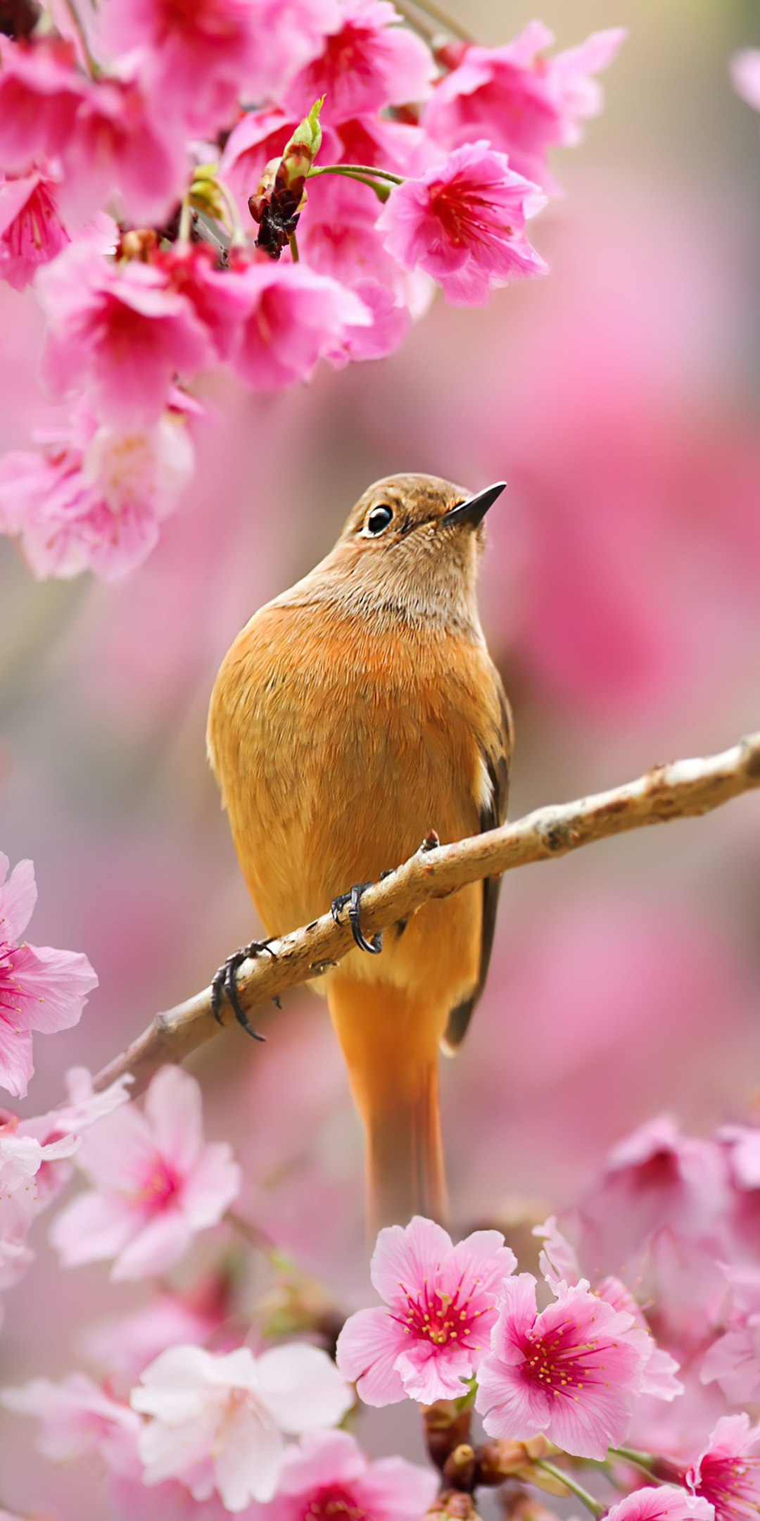 bird-sitting-on-cherry-blossom-tree-4k-8n.jpg